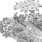 花鸟线描