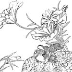 花鸟白描