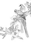 花鸟白描