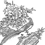 花鸟白描