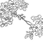 花鸟白描