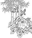 花鸟白描