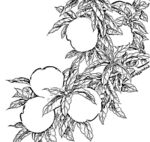 花鸟白描