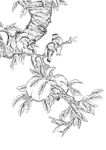花鸟白描