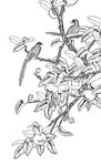 花鸟白描