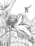 花鸟白描