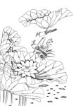 花鸟线描
