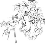 花鸟白描