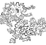 花鸟白描