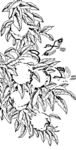花鸟白描