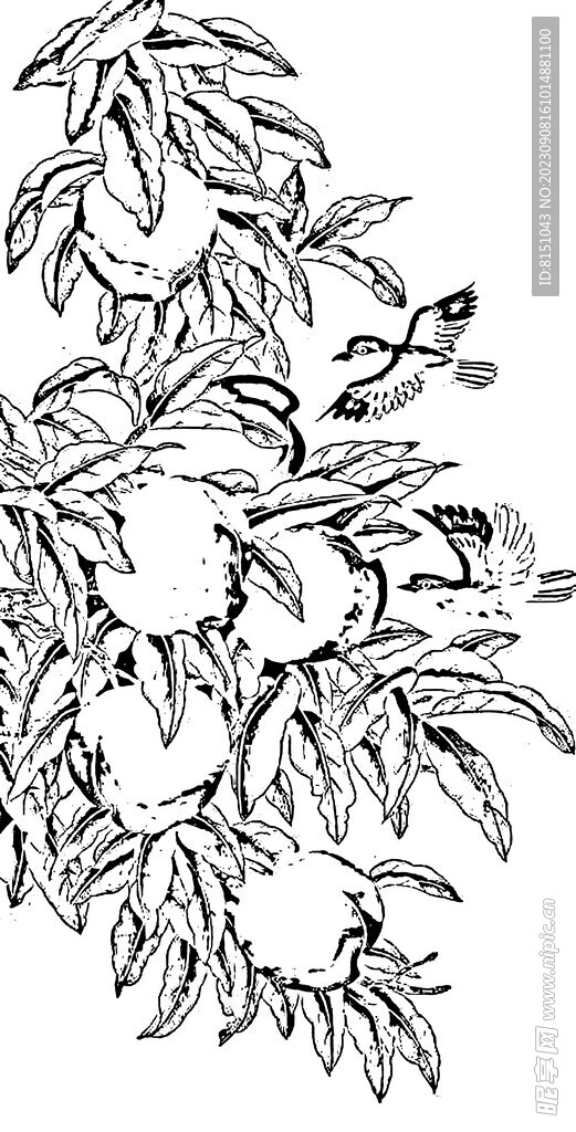 花鸟白描