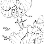 花鸟白描