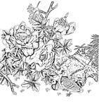 花鸟白描