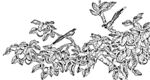 花鸟白描