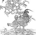 花鸟白描