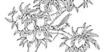 花鸟