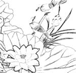 花鸟