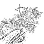花鸟
