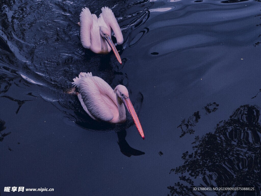 鹈鹕