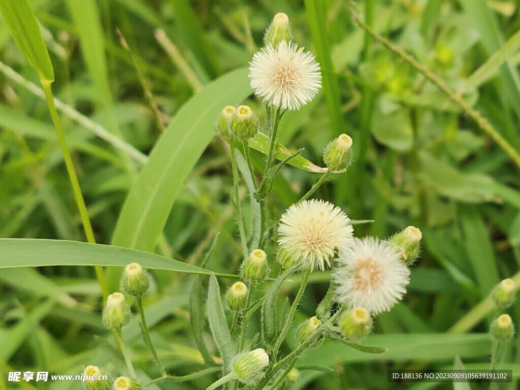 香丝草