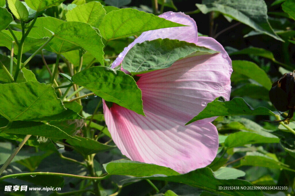 芙蓉葵 