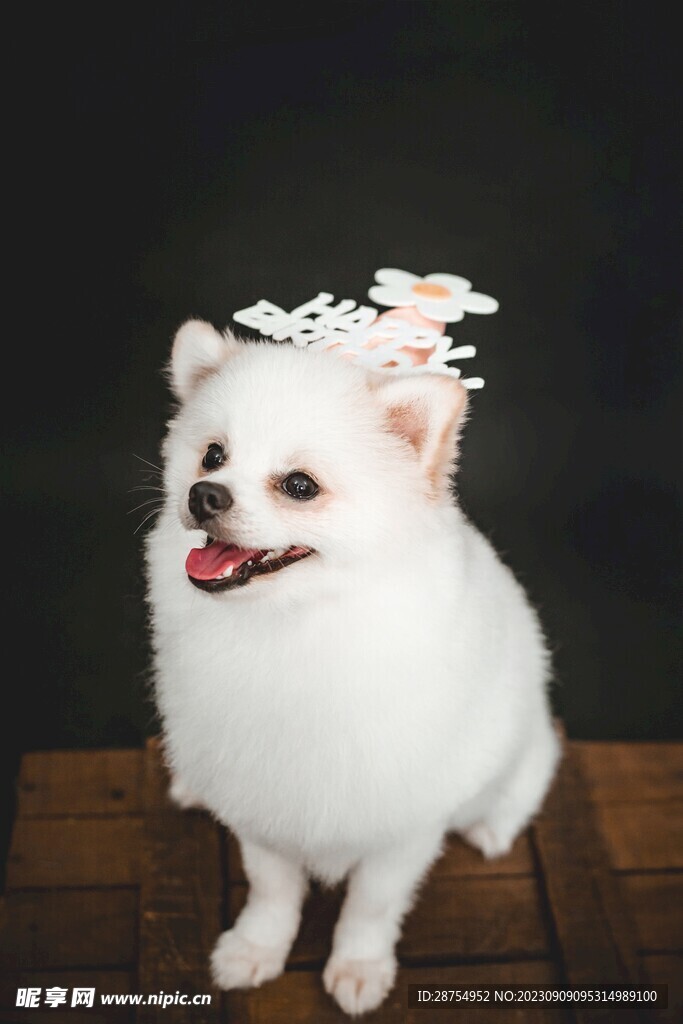 小狗