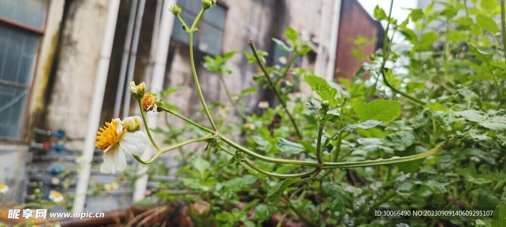 鬼针草 