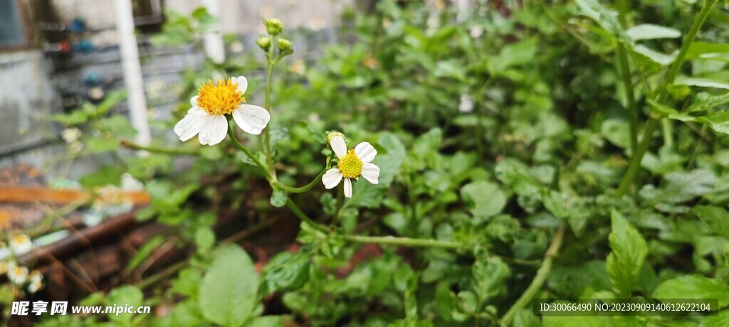 鬼针草 