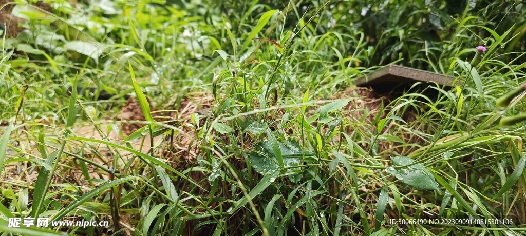 雨后小草