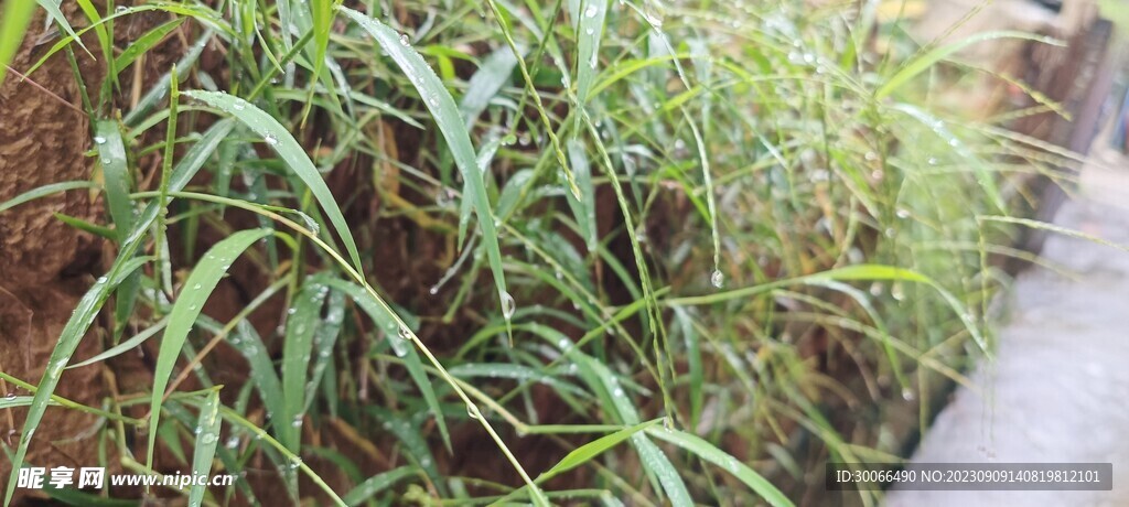 雨后小草 