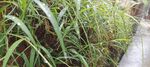 雨后小草
