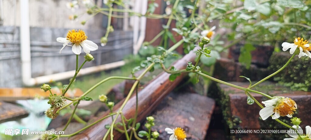 鬼针草 