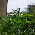 辣椒树 