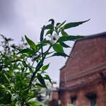 辣椒树 