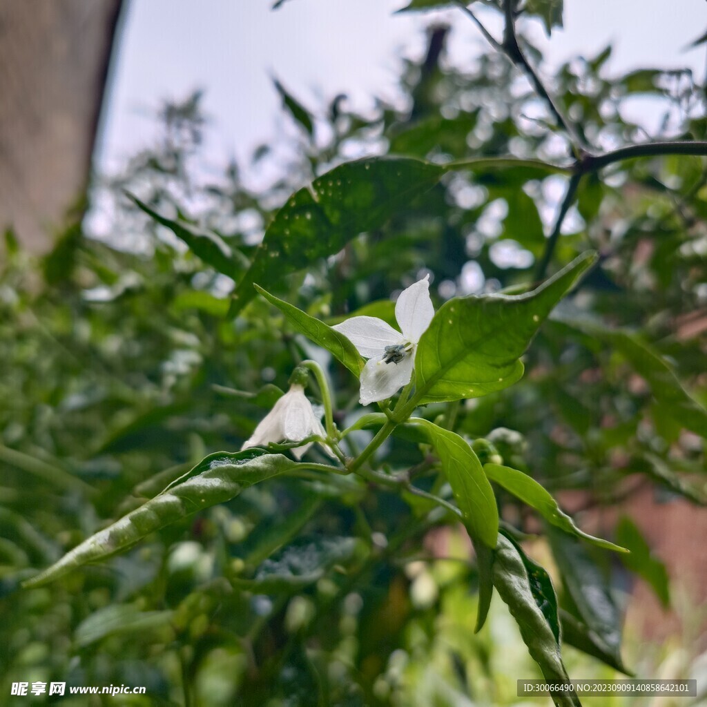 辣椒树