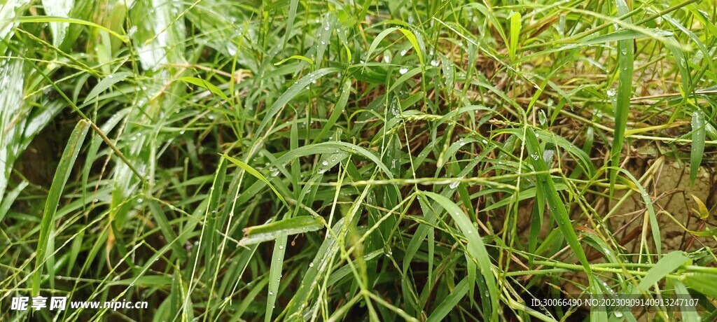 雨后小草