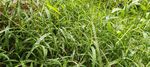 雨后小草