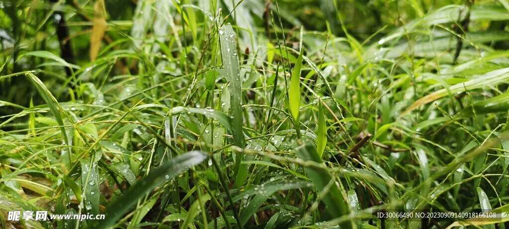雨后小草  