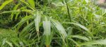 雨后小草  