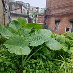 芋头叶