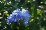 蓝花丹