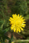 麦秆菊  七彩菊
