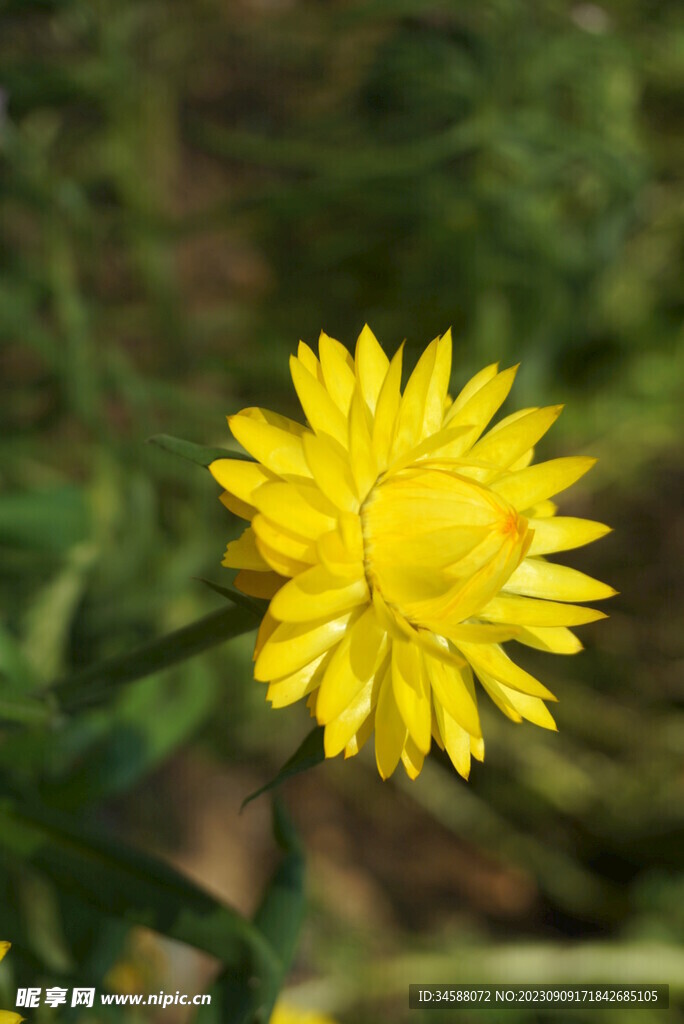 麦秆菊  七彩菊