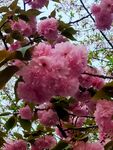 花团锦簇