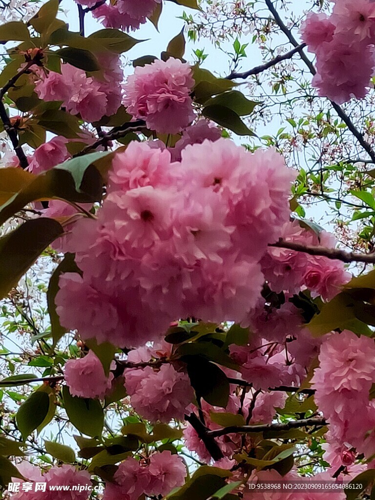 花团锦簇
