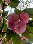 粉色鲜花