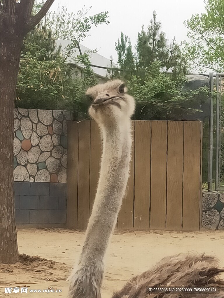 鸵鸟歪头杀