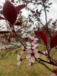 开花