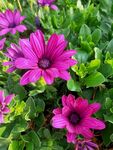 鲜花