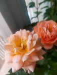 鲜花4绣球